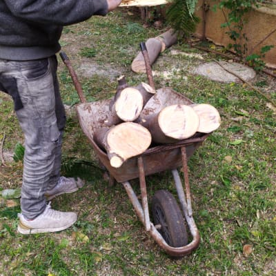 אדם עם מריצה מלאה בולי עץ חתוכים