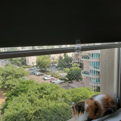 חתול יושב על אדן חלון עם רשת מגן