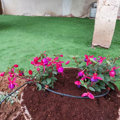 עציץ עם פרחים ורודים וצינור השקיה בגינה
