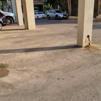 עשבים קטנים צומחים ליד עמוד בטון בחניה