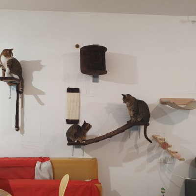 מתקני טיפוס לחתולים על קיר עם חתולים