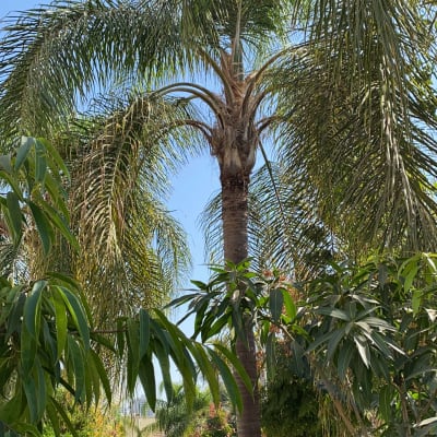 עץ דקל גבוה עם עלים ירוקים