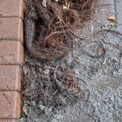 שורשים סתומים בצינור ביוב על מדרכה רטובה