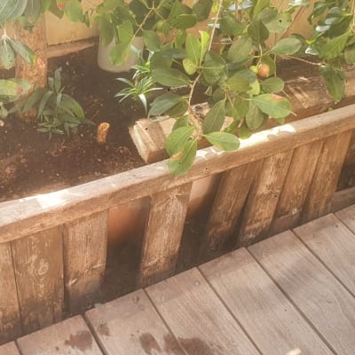 עציץ עץ עם צמחים ירוקים על דק עץ