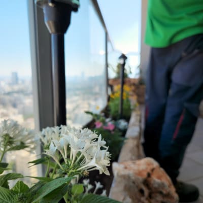 פרחים לבנים באדנית עם תאורת גינה