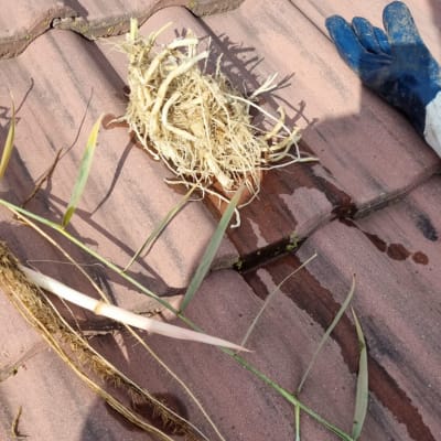 כפפה כחולה על גג רעפים עם צמחייה יבשה