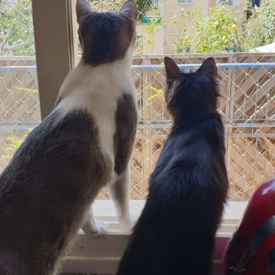 שני חתולים מביטים דרך חלון עם רשת