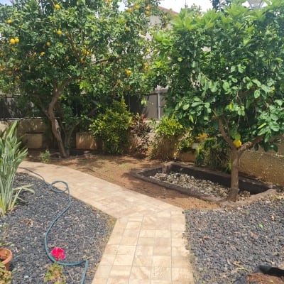 עצי לימון, צינור השקיה, שביל מרוצף בגינה