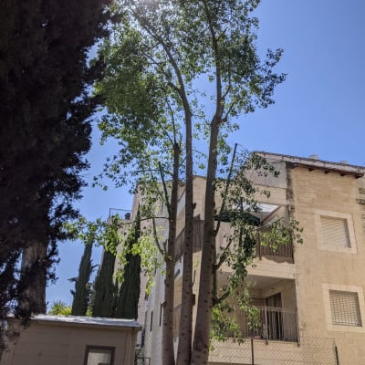 אדם גוזם עץ גבוה עם עלים ירוקים