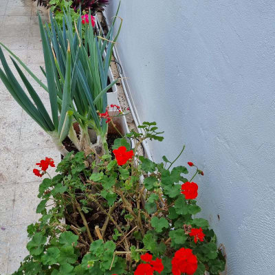 עציצים עם פרחים אדומים ועלים ירוקים ליד קיר