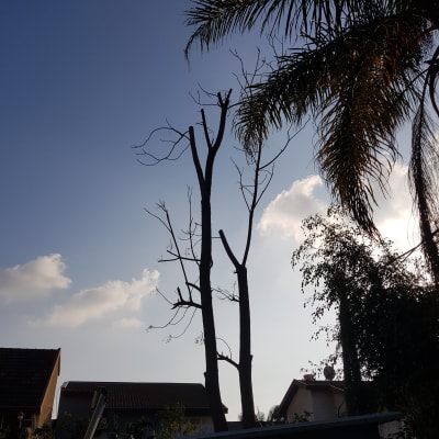 עצים גזומים עם ענפים חתוכים בשמיים כחולים