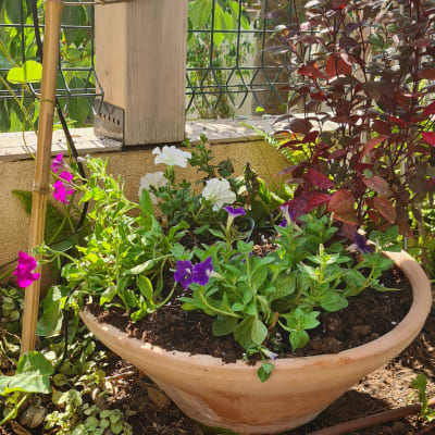 עציץ חרס עם פרחים צבעוניים בגינה