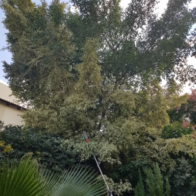 A pruning tool reaching up to tree branches.