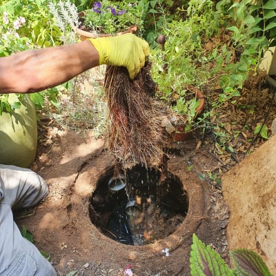 יד עם כפפה צהובה מחזיקה שורשים מעל בור ביוב
