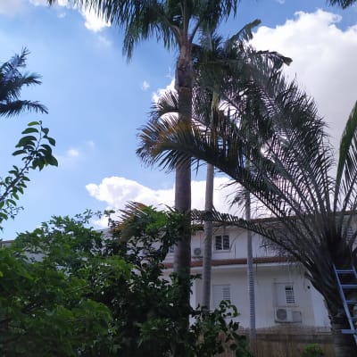 עץ דקל גבוה עם עלים גזומים וסולם בצד