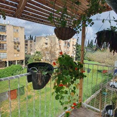 רשת מתכת על מרפסת עם עציצים תלויים