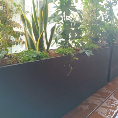 עציצים עם צמחים ירוקים במיכלים על רצפה רטובה