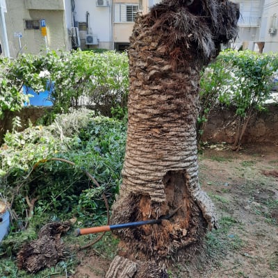 גזע עץ כרות עם גרזן תקוע בו