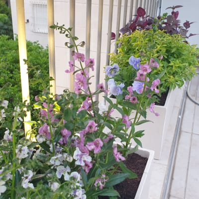 עציצים עם פרחים צבעוניים על מרפסת