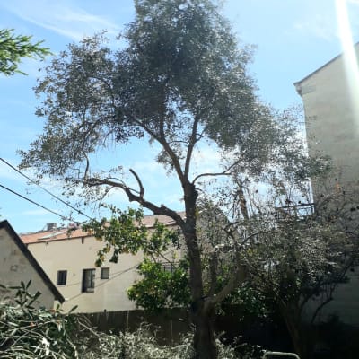 עץ גזום עם ענפים חתוכים על הקרקע