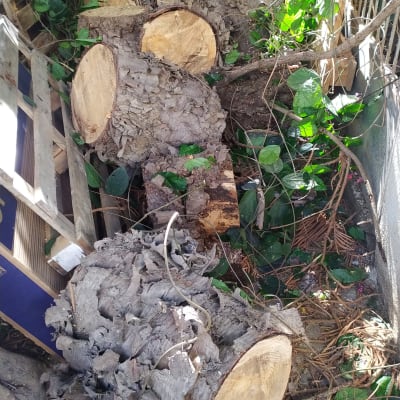 גזעי עץ כרותים עם עלים מסביב