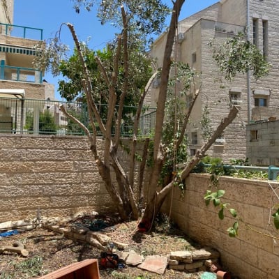 עץ גזום עם כלי גיזום על הקרקע