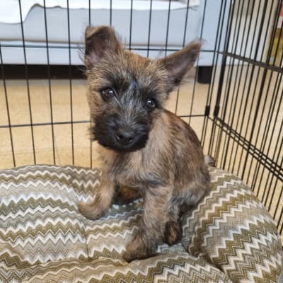 גור כלבים בכלוב אילוף על מיטה מרופדת