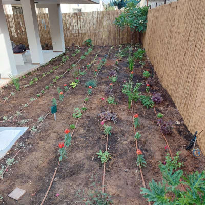 גינה עם צינורות השקיה ושתילים צעירים באדמה