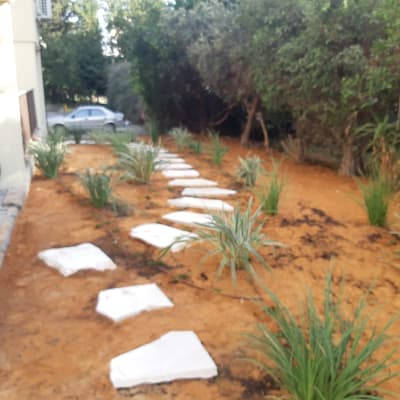 שביל אבנים בגינה עם צמחים ירוקים