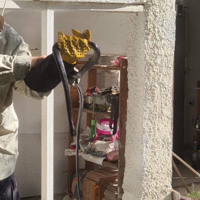 מדביר מחזיק נחש עם כפפות מגן