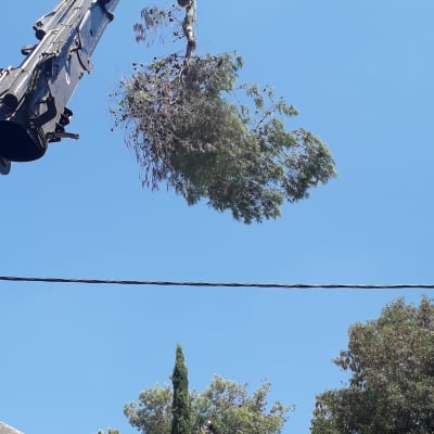 מנוף מרים ענף עץ שנגזם באוויר