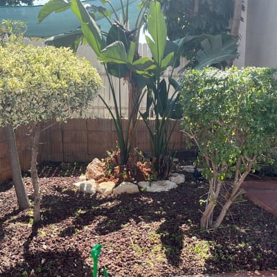 עצים ושיחים בגינה עם חיפוי קרקע מאבנים