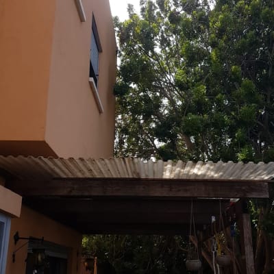 עץ גדול ליד בית, ללא כלי גיזום נראים לעין