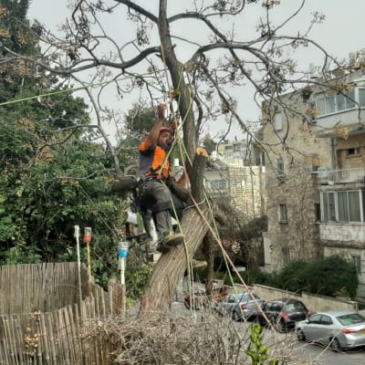 אדם גוזם עץ עם ציוד בטיחות וחבלים