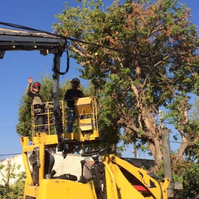אנשים על מנוף צהוב גוזמים עץ