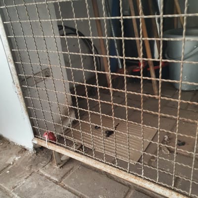 כלוב מתכת עם מלכודת עכברים על הרצפה