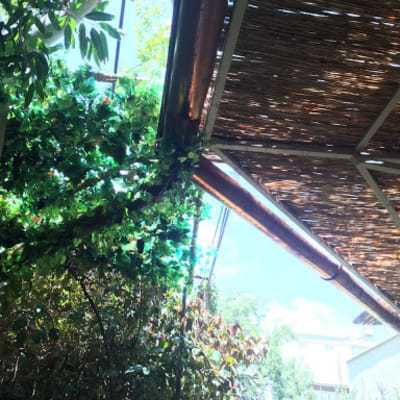 גג עשוי קנים עם צמחייה מסביב