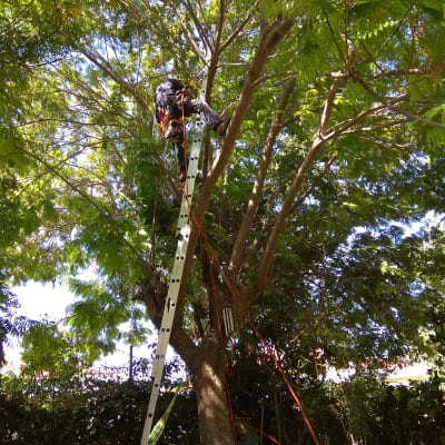 אדם על סולם גוזם ענפי עץ גבוהים