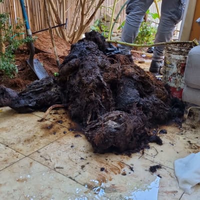 שורשים גדולים על הרצפה ליד אינסטלטור עם צינור