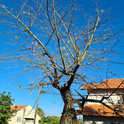 עץ עם ענפים דקים ויבשים, מתאים לגיזום
