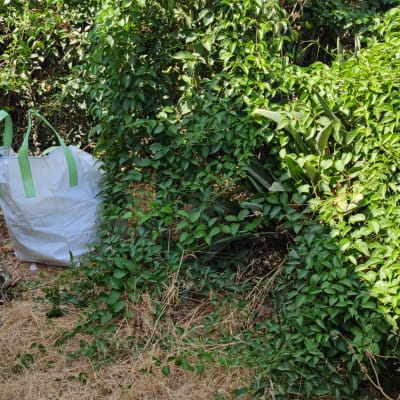 מגרפה, שק לבן וכלי גינון ליד שיחים ירוקים