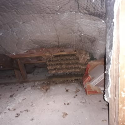 זה מה שנשאר מהכוורת הראשית 