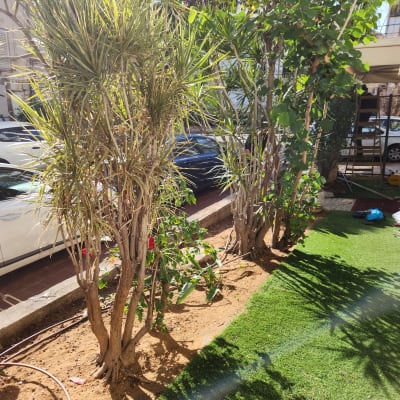 עצים ושיחים בגינה עם דשא סינתטי