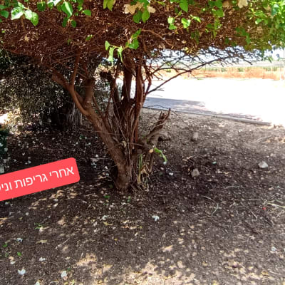 עץ גזום עם עלים ירוקים וקרקע נקייה