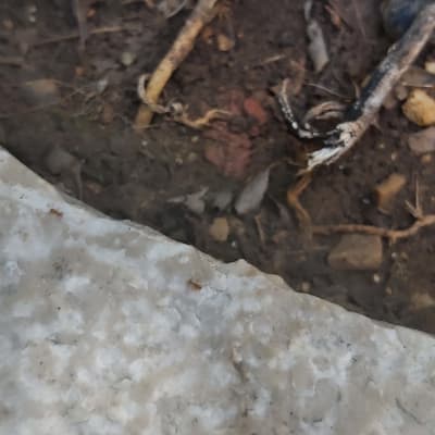 נמלה קטנה על אבן ליד אדמה וענפים