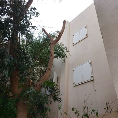 עץ גזום ליד בניין עם ענפים חתוכים