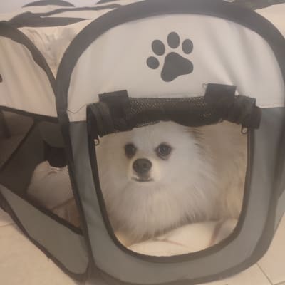 כלב קטן בכלוב אימון עם סמל כף רגל