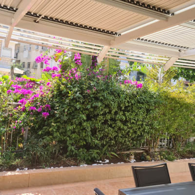 שיחים ירוקים ופרחים סגולים בגינה תחת פרגולה לבנה