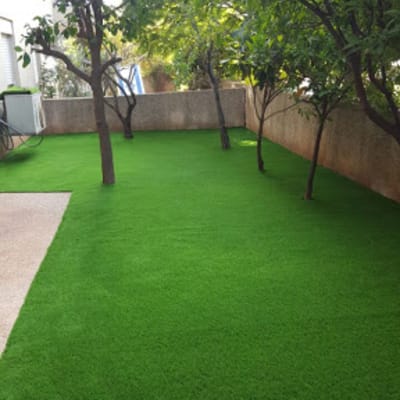 Trees on a green lawn with trimmed branches