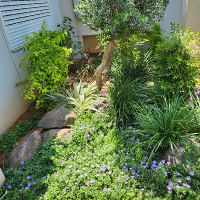 צמחים ירוקים ופרחים סגולים בגינה קטנה